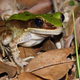 Illustration for article titled The world's smelliest frogs are a treasure trove of antibiotics